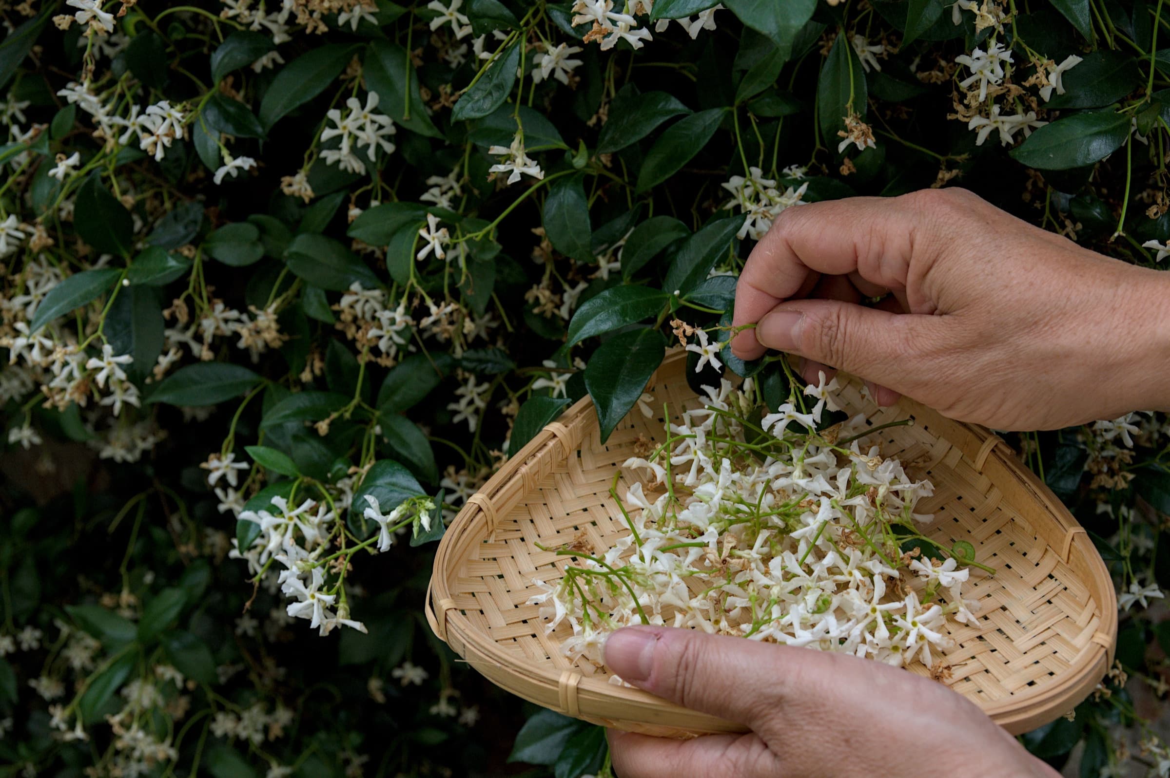 玫瑰与茉莉