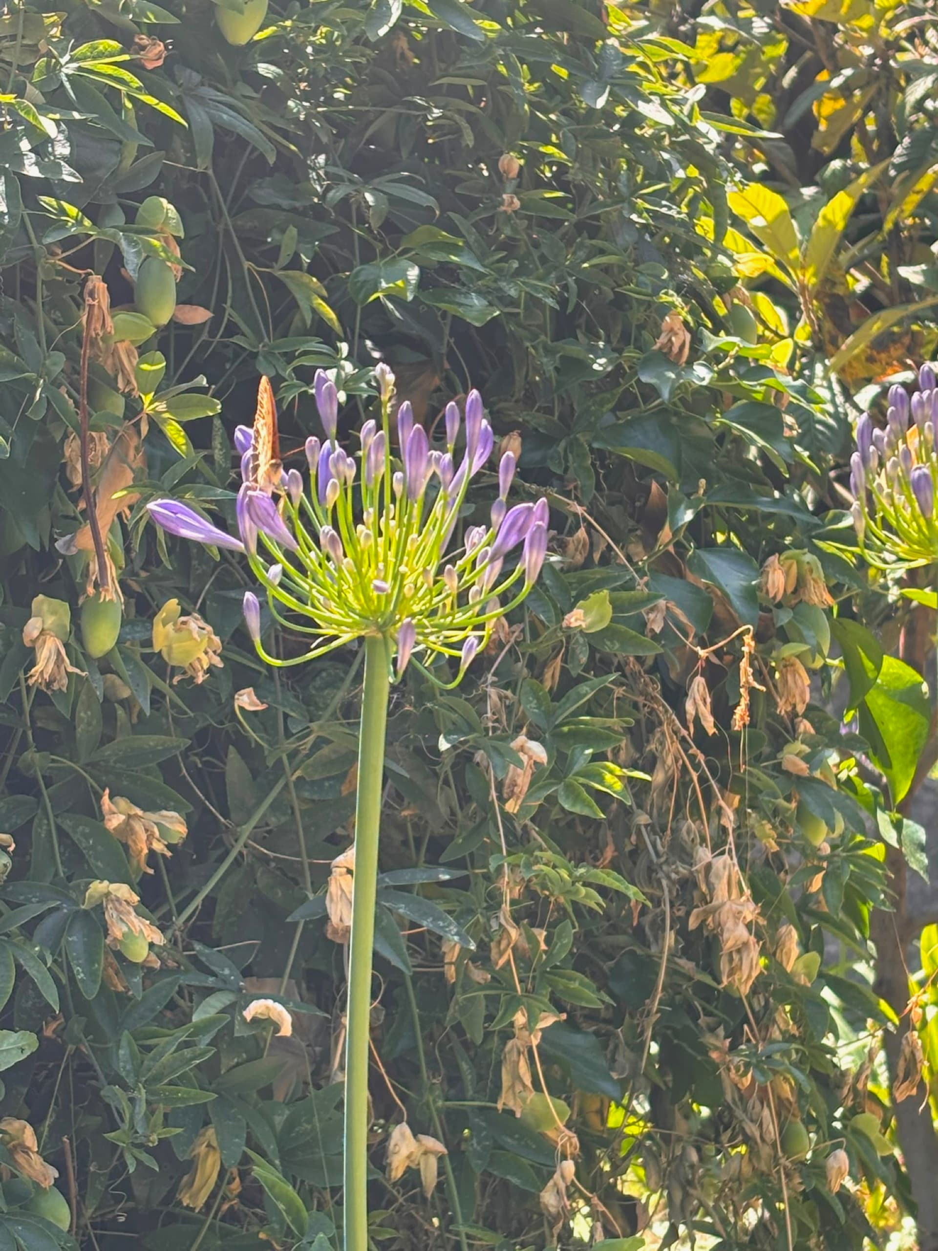 Fleurs et verdure luxuriante du jardin de la villa