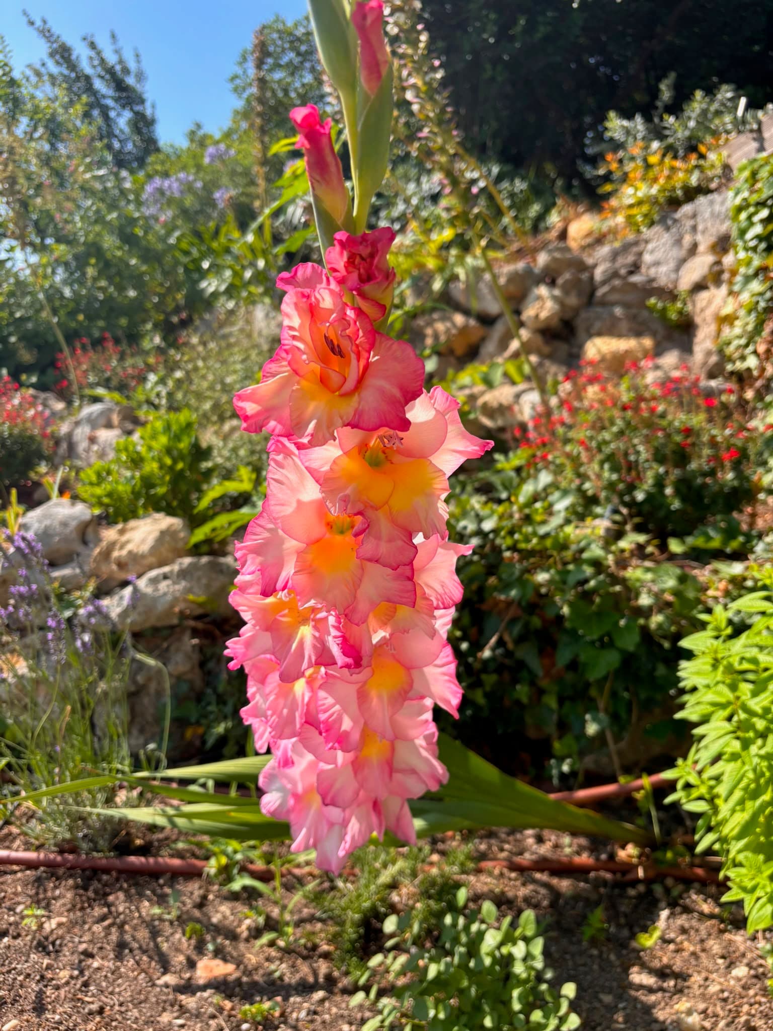 Glaïeuls roses dans la rocaille fleurie du jardin de la villa à Grasse