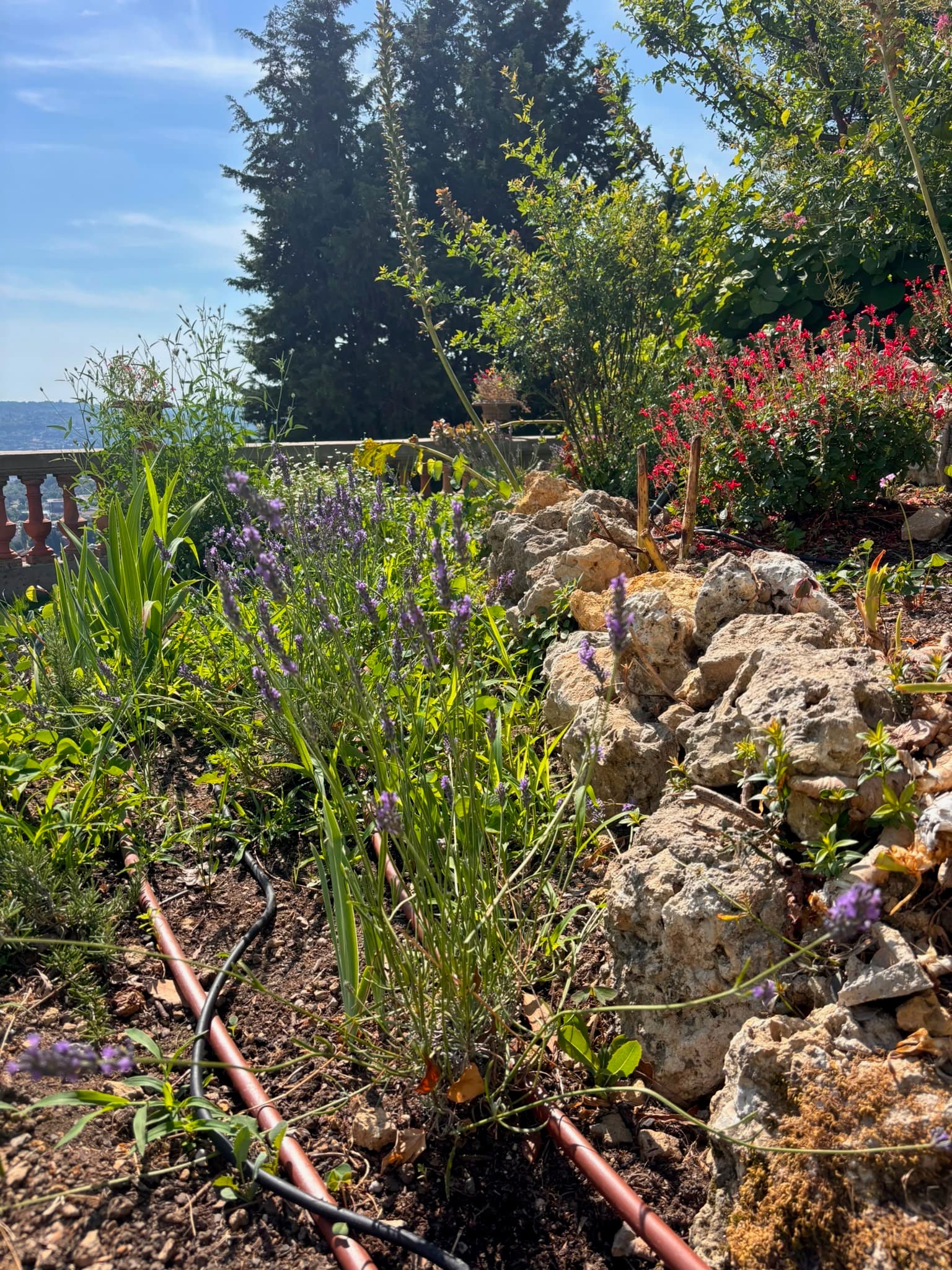 Lavande et feuillage ensoleillé du jardin face au panorama, villa de Grasse