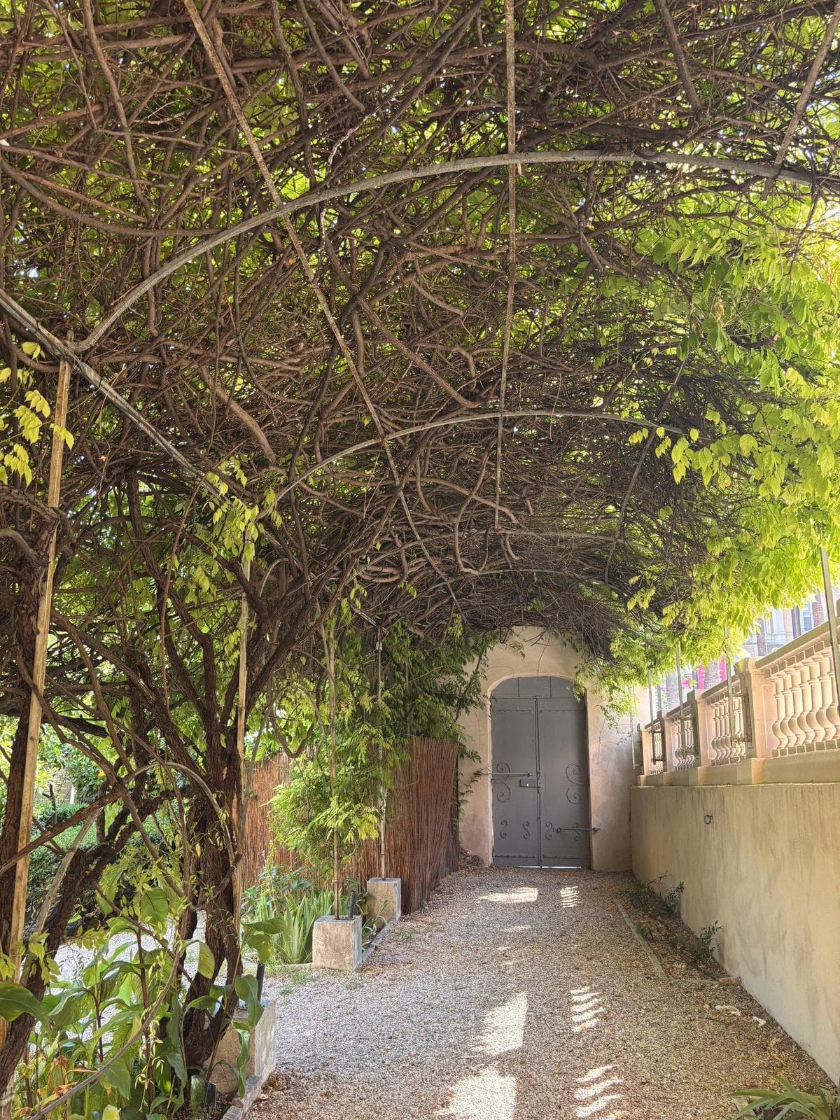 Wisteria-covered pergola in the garden of the International Perfume Museum